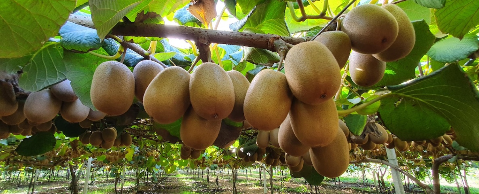 Kiwi in maturazione