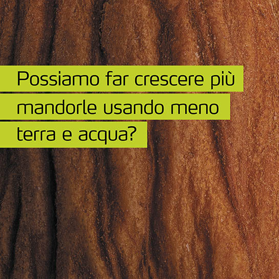 MyAlmonds - Coltivare più mandorle con meno terra e acqua