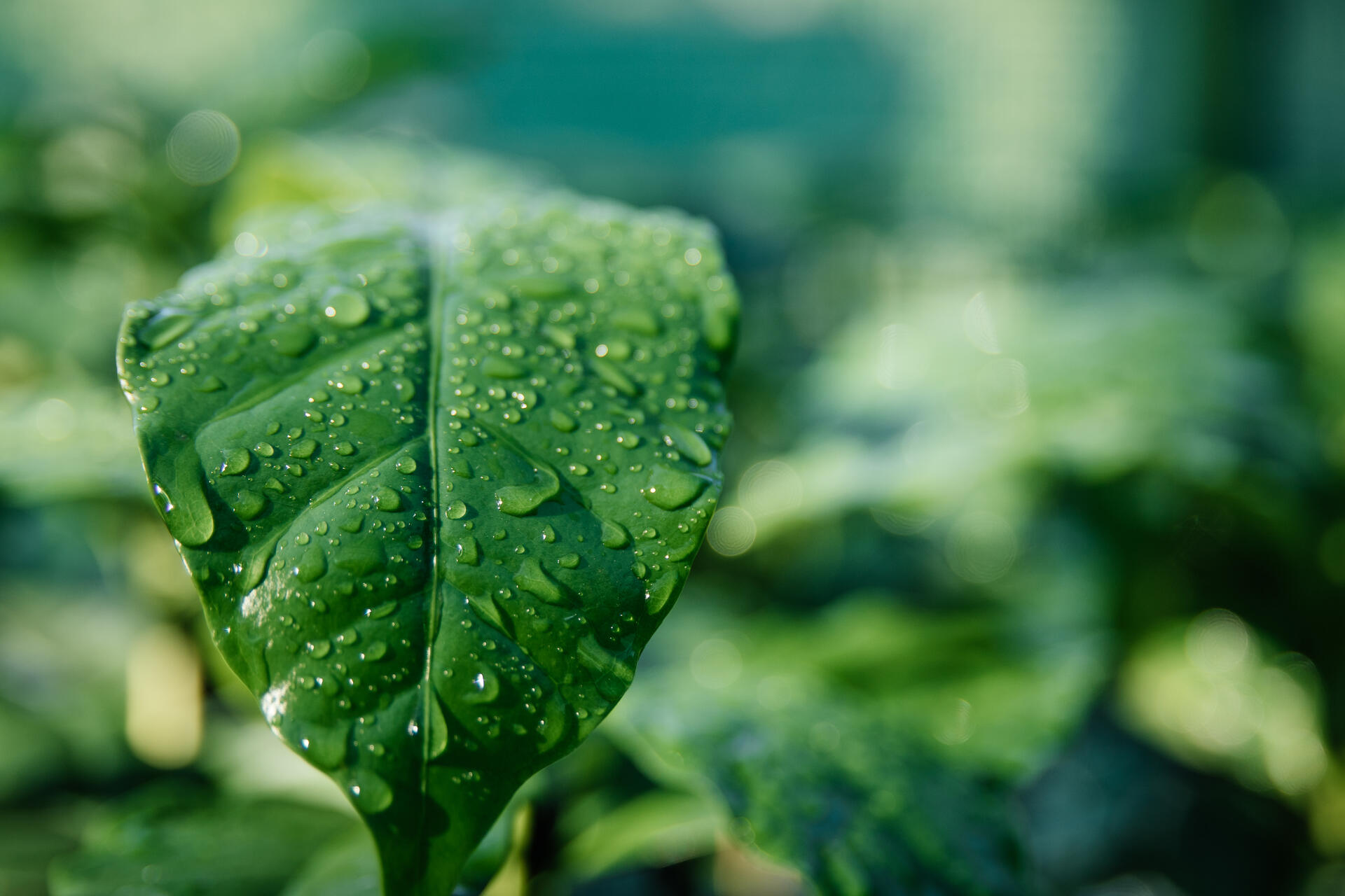 la concimazione fogliare