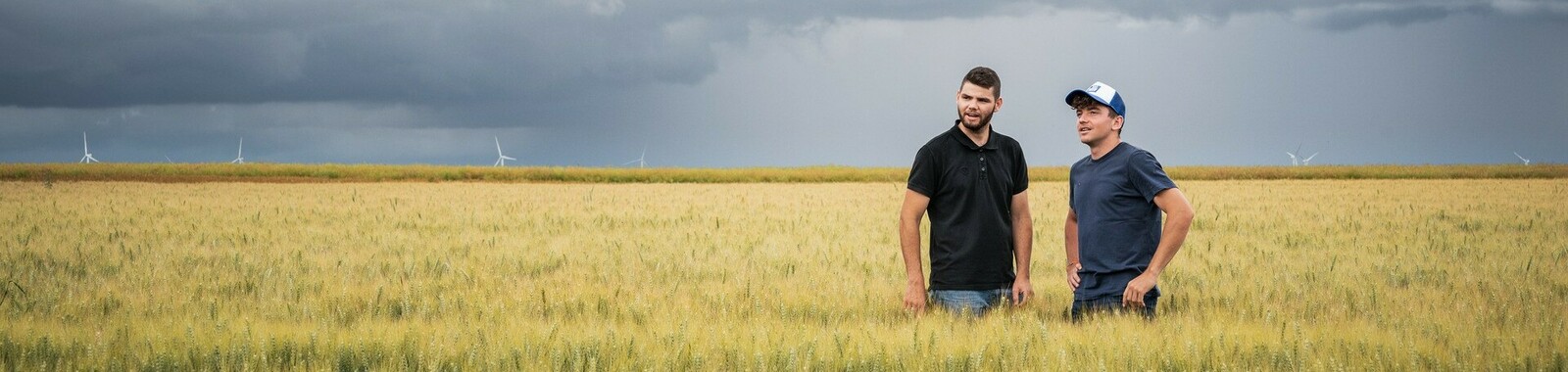 Contadini controllano grano nel campo