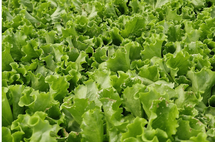 Foglie di baby leaf