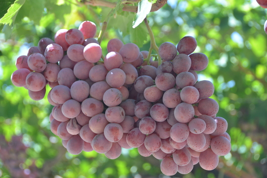 YaraRega RED per l'uva da tavola