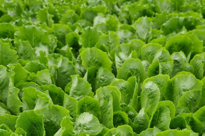 Foglie di baby leaf 