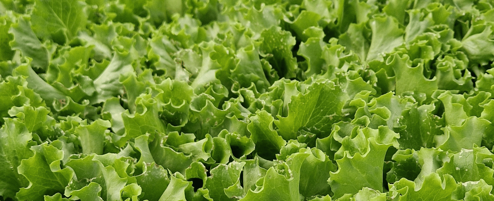 Foglie di baby leaf